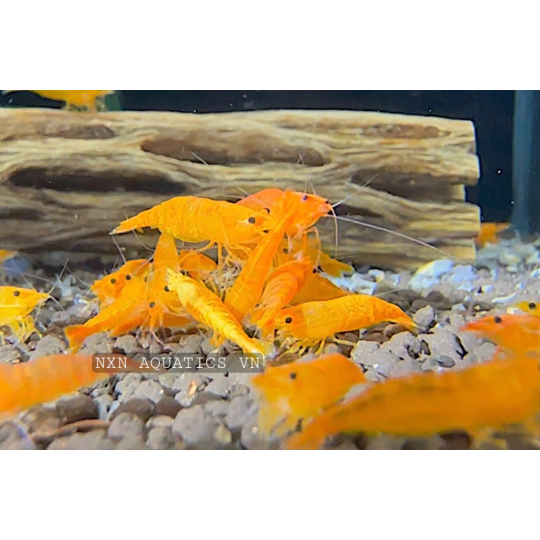 10+ Live Orange Sunkist Freshwater Neocaridina Shrimp – Beginner Friendly, Tropical