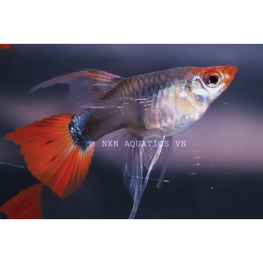 GUPPY FISH