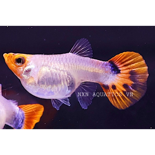 GUPPY FISH