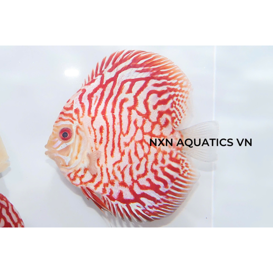 RED TIGER PIGEON - DISCUS GRADE A