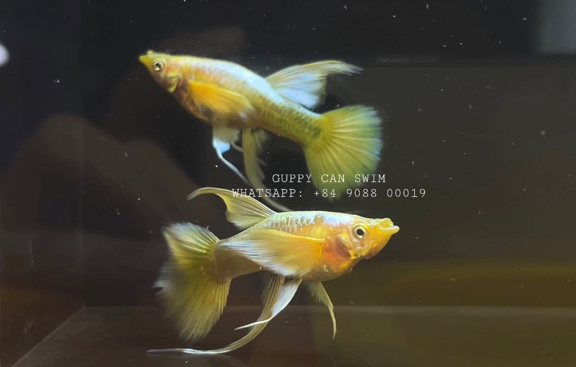 thumbnail image 2 of 2x Male Full Gold Ribbon Fin Guppy – Live Freshwater Aquarium Fish – Bred In USA 2 of 4